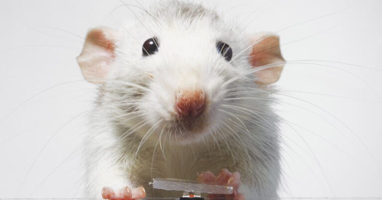 Even Rats Are Taking Selfies Now (and Enjoying It)