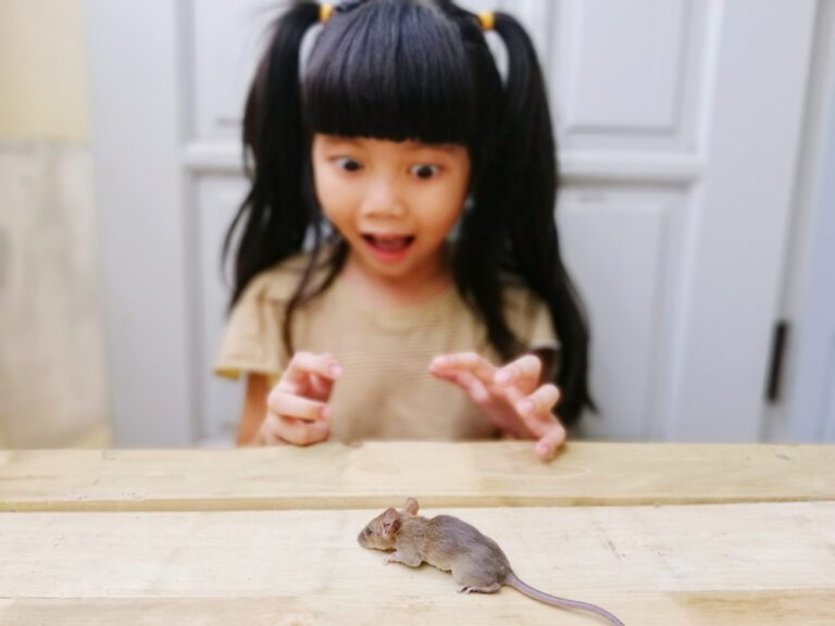 Why Are We So Afraid of Mice and Other Rodents?