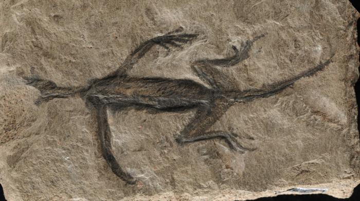 A Vital Fossil for the Evolution of Early Reptiles Might be Partially Forged