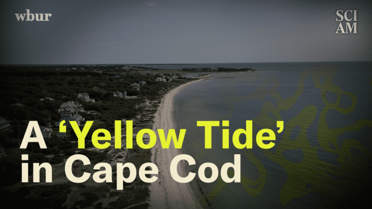 Cape Cod Faces a Rising ‘Yellow Tide’