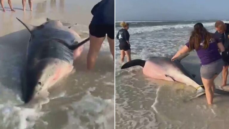 Carcass of pregnant great white shark washes up on Florida beach