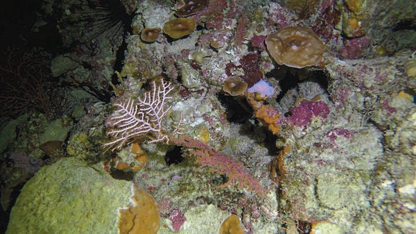 Even ‘Twilight Zone’ Coral Reefs Aren’t Safe from Bleaching