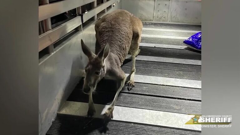 Kangaroo on the loose in apartment complex in Tampa, Florida