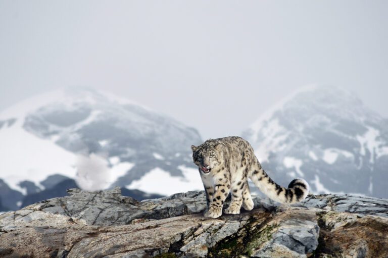 These 6 Animals Live at the Highest Altitudes on the Planet