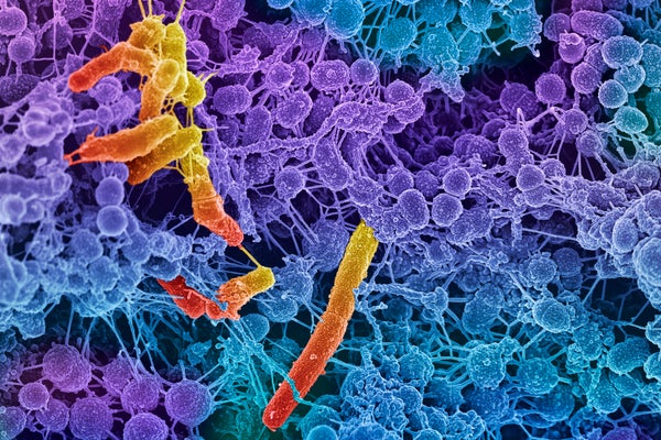 Weird ‘Obelisks’ Found in Human Gut May be Virus-Like Entities