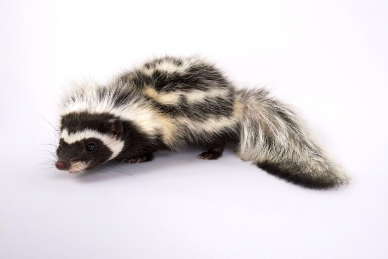 10 Facts About the Striped Polecat — And No, It’s Not a Skunk