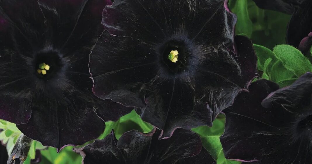 14 Black Flowers & Plants To Goth Up Your Garden Bed