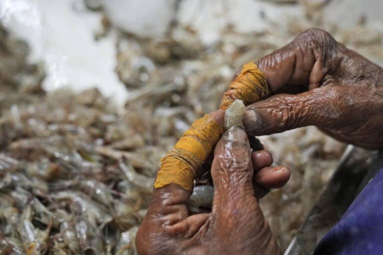 AP documents grueling conditions in Indian shrimp industry that report calls ‘dangerous and abusive’