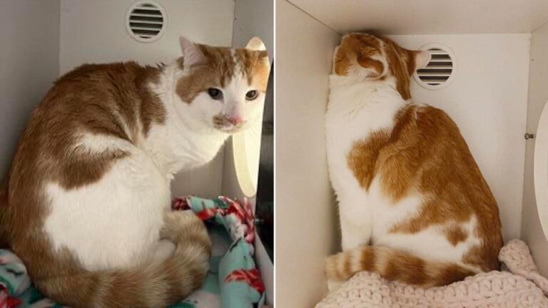 ‘Deeply depressed’ Maryland shelter cat goes viral after adoption plea