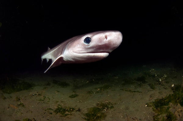 Deepwater Sharks Are Threatened by Demand for Liver Oil