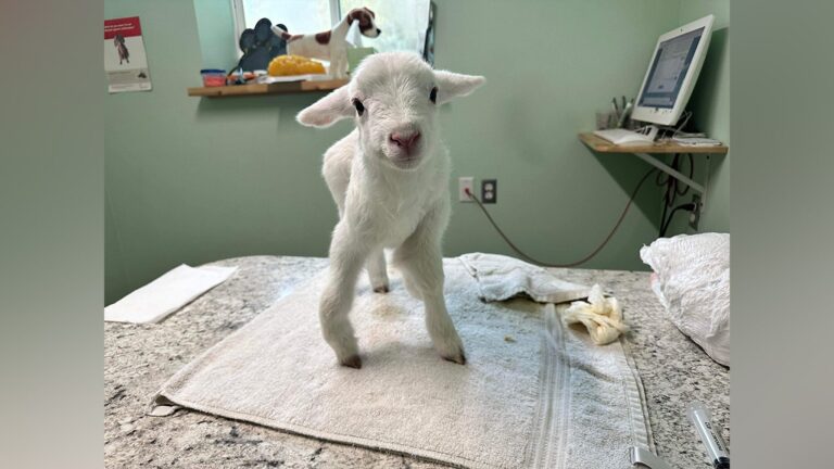 Five-legged lamb in Mississippi given second chance, emergency surgery