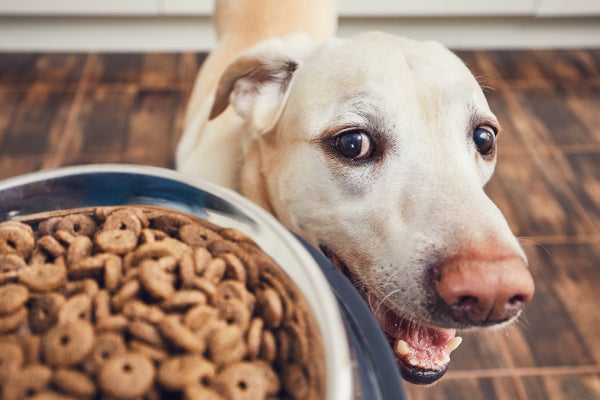 Many Labrador Retriever Dogs Really Are Hungry All the Time—It’s in Their Genes