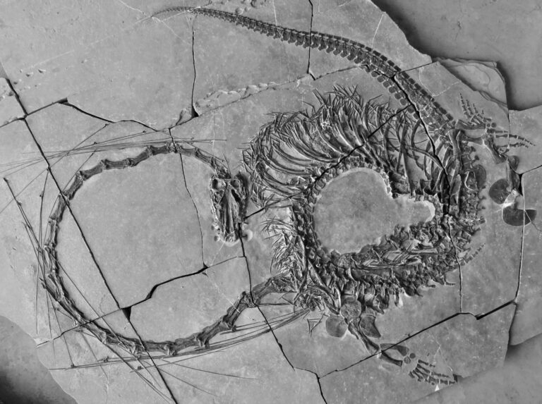 Past Discoveries Shed Light on the 240-Million-Year-Old ‘Chinese Dragon’ Fossil