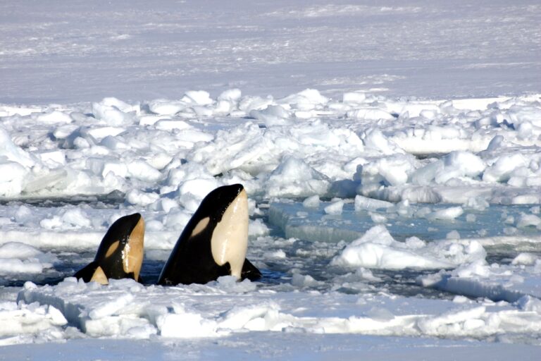 Scrambling for Air, Here’s What Trapped the Orca Pod in Ice in Japan