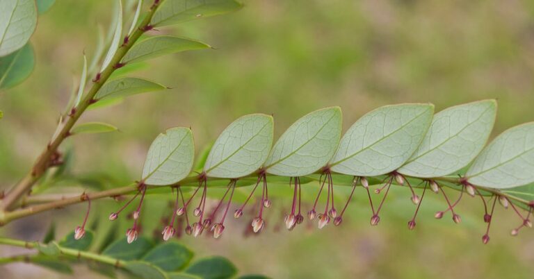 The Feds Are Trying to Get Plants to Mine Metal Through Their Roots