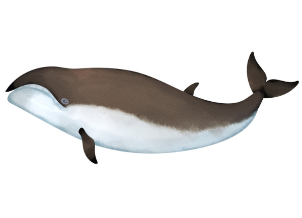 The Pygmy Right Whale Was the Family Weirdo, and it Never Went Extinct