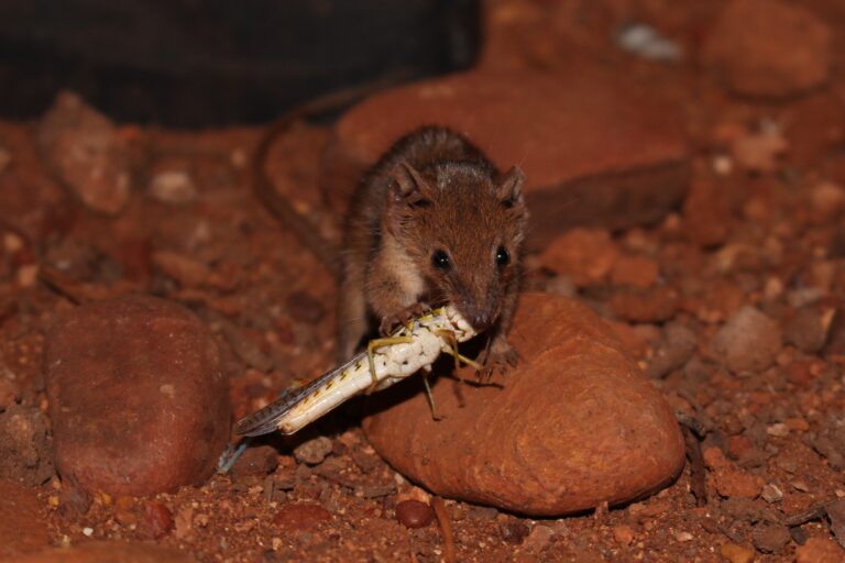 The World’s Smallest Marsupial Is A Bloodthirsty Carnivore