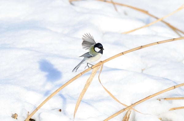 Wild Birds Gesture ‘After You’ to Insist Their Mate Go First