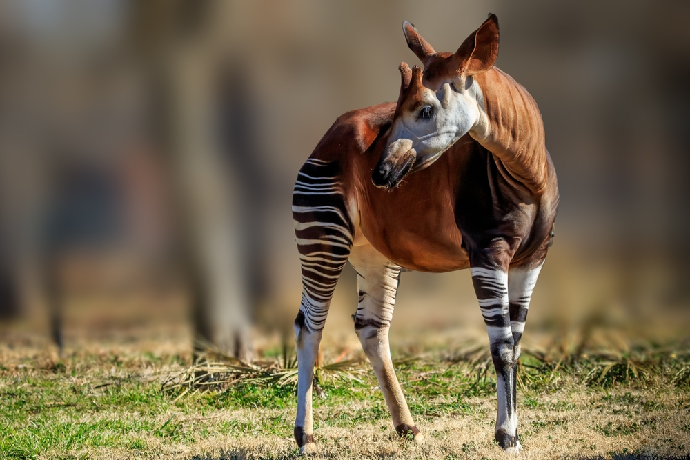 adult okapi