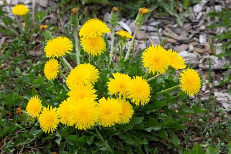 A Common Yellow Weed, Dandelion May Also Have Distinct Health Benefits