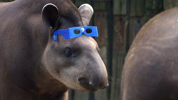 April 8 solar eclipse: 6 zoos on the path of totality — and why animals react strangely to ‘nighttime during the day’