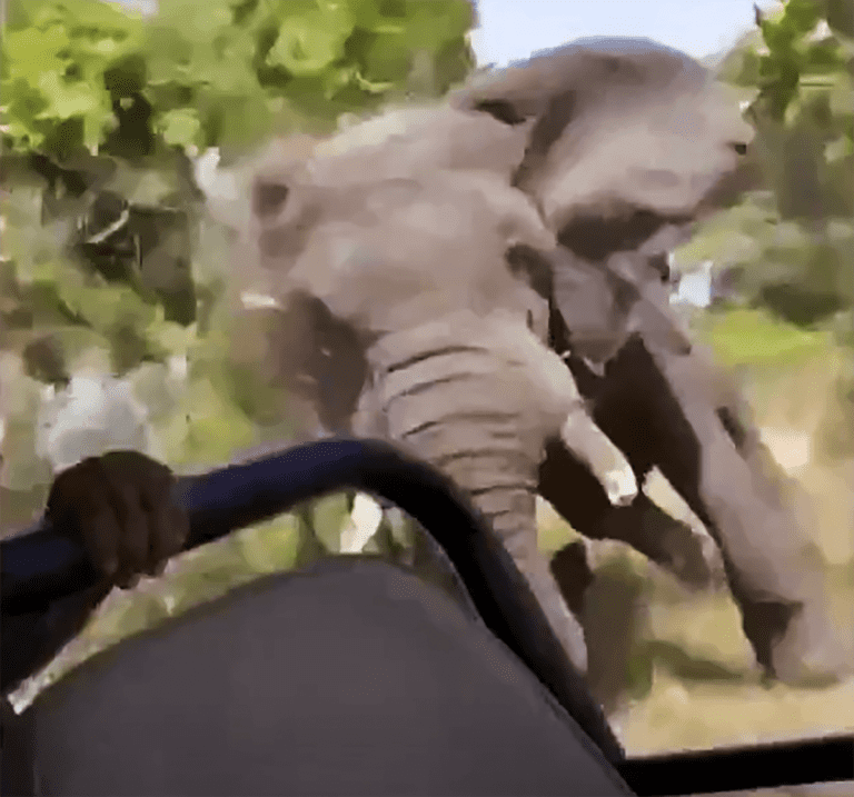 Charging elephant kills an American woman on ‘bucket list trip’ in Zambia