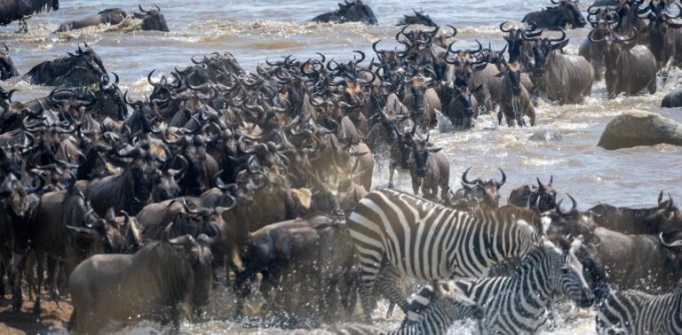 Fire And Rain Affect How Zebras, Wildebeest, and Gazelles Migrate