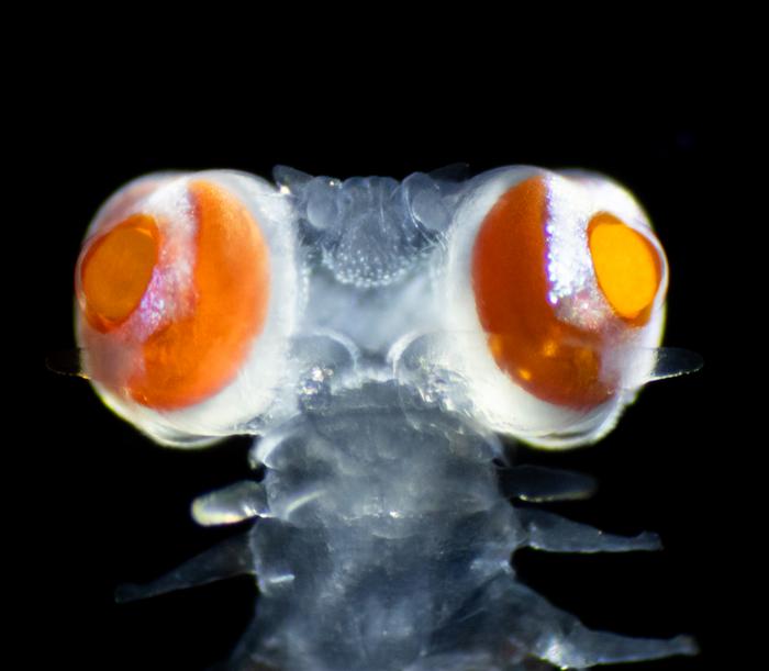 Jeepers, Creepers, This Tiny Worm Sports Enormous Peepers