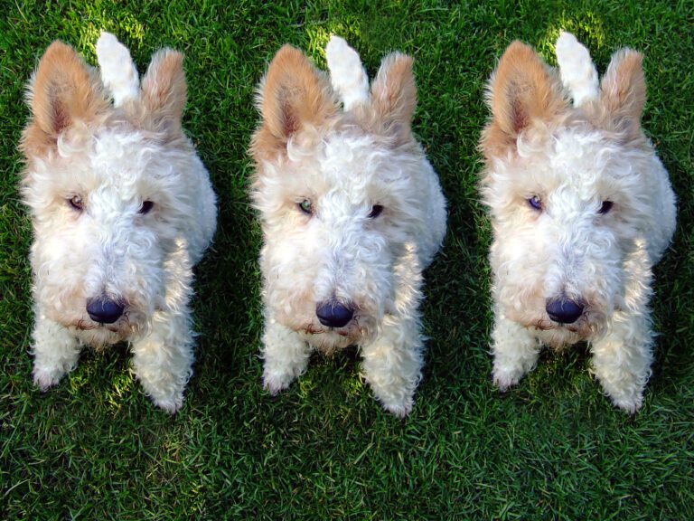 Just Because You Can Clone Your Dog, Doesn’t Mean They Will Be The Same