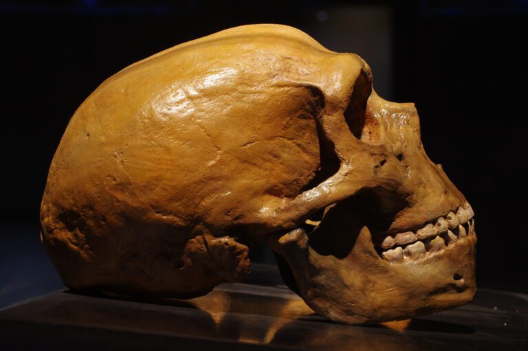 Neanderthals Likely Turned to Cannibalism, Dining on Their Companions