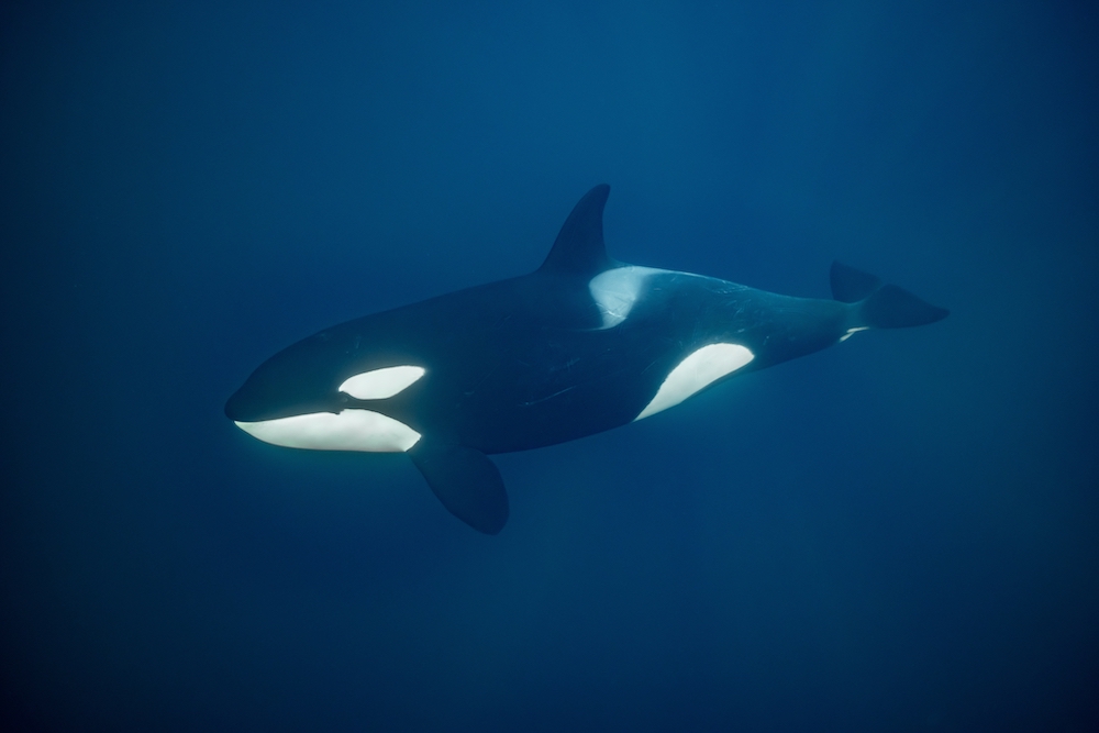 Orca swimming underwater