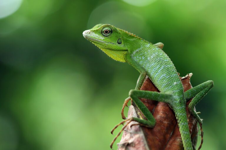 Reptiles are Highly Emotional, Contrary to Their Cold Reputation