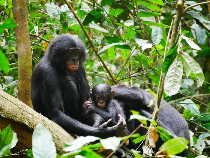 Study Alters Bonobos’ Reputation as the ‘Make Love not War’ Ape