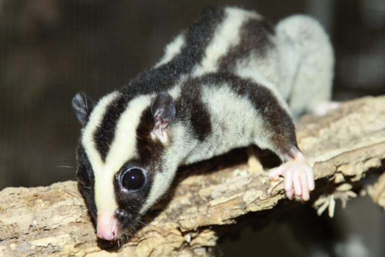 The Striped Possum May Be One Of Australia’s Best Hide-and-Seek Champs