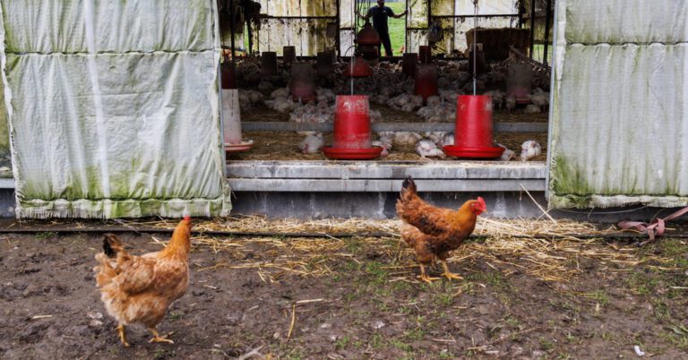 To Curb Bird Flu, Taxpayers Pay Millions to Kill Poultry. Is It Needed?